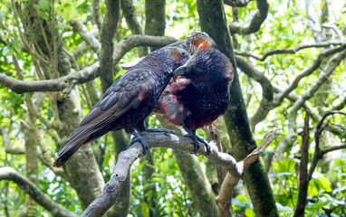 Kea bird. Zealandia Nature Park Wellington New Zealand. Jungle. Forest. Sanctuary. © A