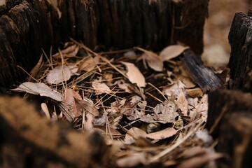 stump leaves