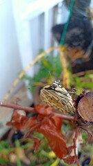 macro photography a butterfly that has just hatched from a cocoon and is not yet able to fly settles on a twig.