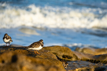 Ruddy Turnstone on Coquina