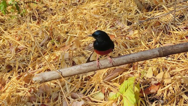 White-rumped shama(Copsychus malabaricus),perched on a branch, has a glossy blue-black head and upperparts with conspicuous white rump and long blackish tail,Birds that funny animals 