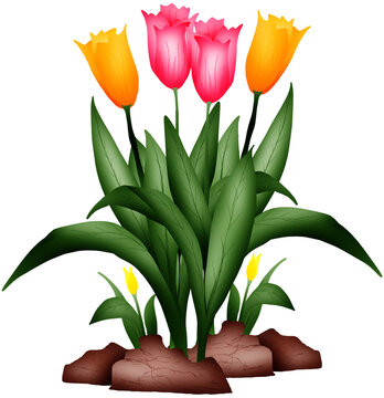Beautiful colorful tulips are blooming