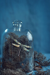 Iridescent Dragonfly Brooch in Moss Dome. Captivating dragonfly brooch with iridescent wings...