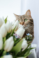 a brown tabby cat with green eyes sits on a windowsill next to a basket with white tulips and blue flowers