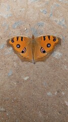 beautiful butterfly up close, orange butterfly on the ground on a sunny day