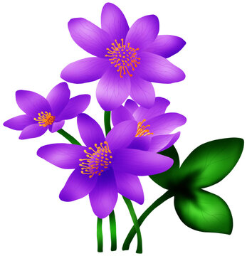 Hepatica nobilis (blues) is the easiest hepatica to grow in British gardens.