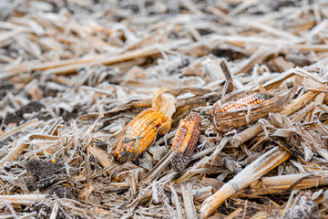 Corn field is covered with blanket of snow with the remains of corn cobs. Lost harvest concept.