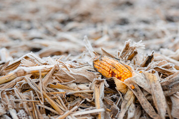 Corn field is covered with blanket of snow with the remains of corn cobs. Lost harvest concept.