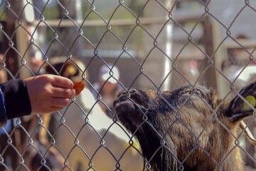 A child's hand feeds an animal sheep near a wire enclosure in a zoo.