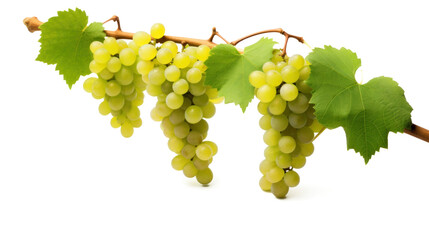 Fototapeta premium Grapes hanging on a vine in a lush vineyard, showcasing the vibrant colors of ripe berries amidst green leaves, embodying the essence of agriculture and the harvest season