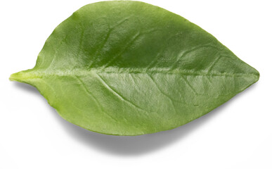 green leaf isolated