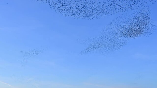 Starling birds murmuration in a clear sky during a calm sunset at the end of the day. Huge groups of starlings (Sturnidae) in the sky that move in shape-shifting clouds before the night.