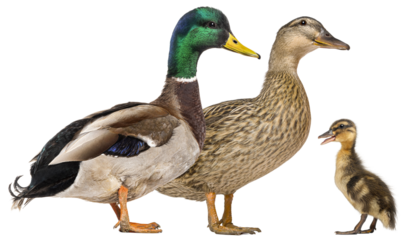 Male, female and their duckling Mallard duck, Anas platyrhynchos, isolated on white.