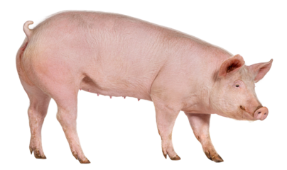 Side view of a Domestic pig, isolated on white