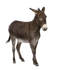 Türaufkleber donkey ( 4 years) © Eric Isselée