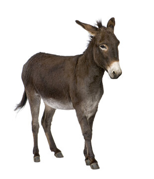 donkey ( 4 years)