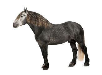 Percheron, 5 years old, a breed of draft horse, standing against
