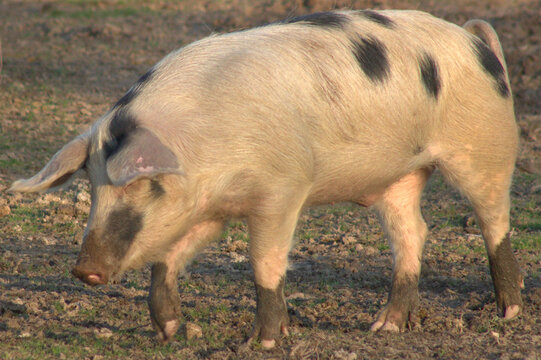 Bentheimer Landschwein auf einer Wiese
