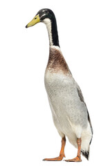 Male Indian Runner Duck, Anas platyrhynchos domesticus, standing