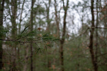 pine tree branch in the forest