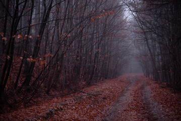 a road that leads into the fog through the forest in the fall season. autumn landscape in the wild