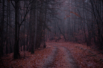 a road that leads into the fog through the forest in the fall season. autumn landscape in the wild