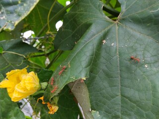 Many red ants on green leaf, nature concept, environment.