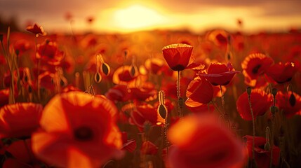 A sea of red poppies swaying in the breeze during the golden hour of sunset. 