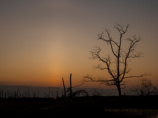 Evening tree silhouette