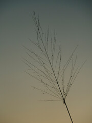 Morning grass silhouette
