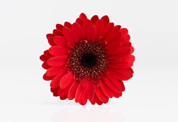 Red daisy or gerbera flower with a light reflection
