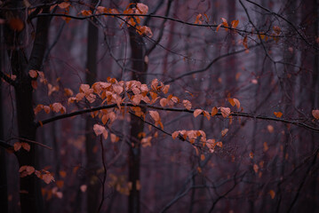 mystical landscape in the beech forest with few leaves shrouded in dense fog in the cold season