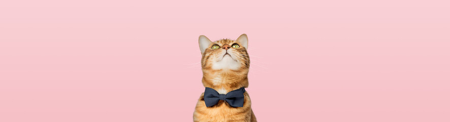 Cute Bengal cat wearing a bow tie on a pink background. - obrazy, fototapety, plakaty