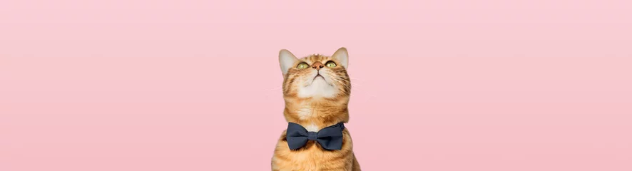 Tuinposter Cute Bengal cat wearing a bow tie on a pink background. © Svetlana Rey