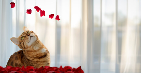 The cat sits by the window and looks at the rose petals falling from above.