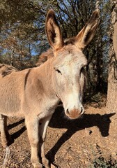 portrait of a donkey