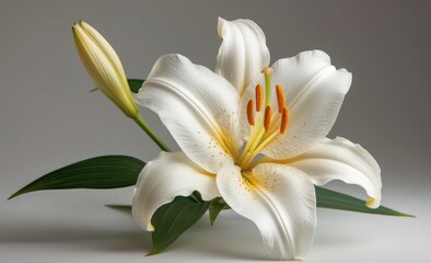 white lily isolated on white
