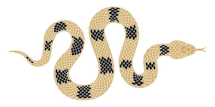 snake vector illustration