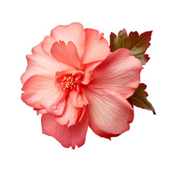 Begonia flower isolated on transparent background