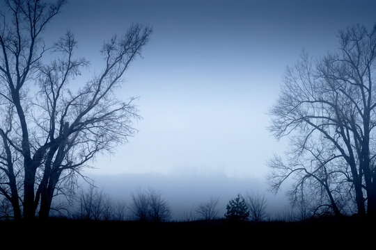 Mysterious landscape. Silhouettes of trees in the fog at autumn cloudy day