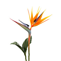 Obraz premium Bird of Paradise flower isolated on transparent background