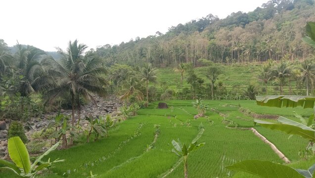 photo of a green and fresh rice field view for the background