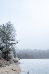 Obraz na płótnie Canvas In this tranquil scene, a frost-coated tree stands by the edge of a lake, its branches heavy with winter's delicate touch. The surrounding landscape is wrapped in a soft, white haze, with the distant