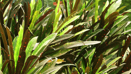 Closeup of needle leaves of garden plants