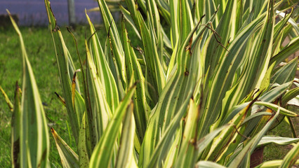 Closeup of needle leaves of garden plants