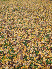 Fallen leaves. Background of fallen autumn leaves. Yellow autumn leaves