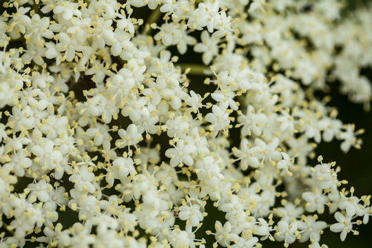 Holunderbl&uuml;te Makro