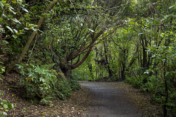 Zealandia Nature Park Wellington New Zealand. Jungle. Forest. Sanctuary.