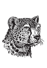 Graphical portrait of leopard on white background, vector illustration