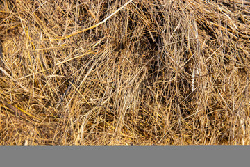 Straw texture. Close-up of dry hay bales. Summer season and straw texture. Close-up of golden dry straw.